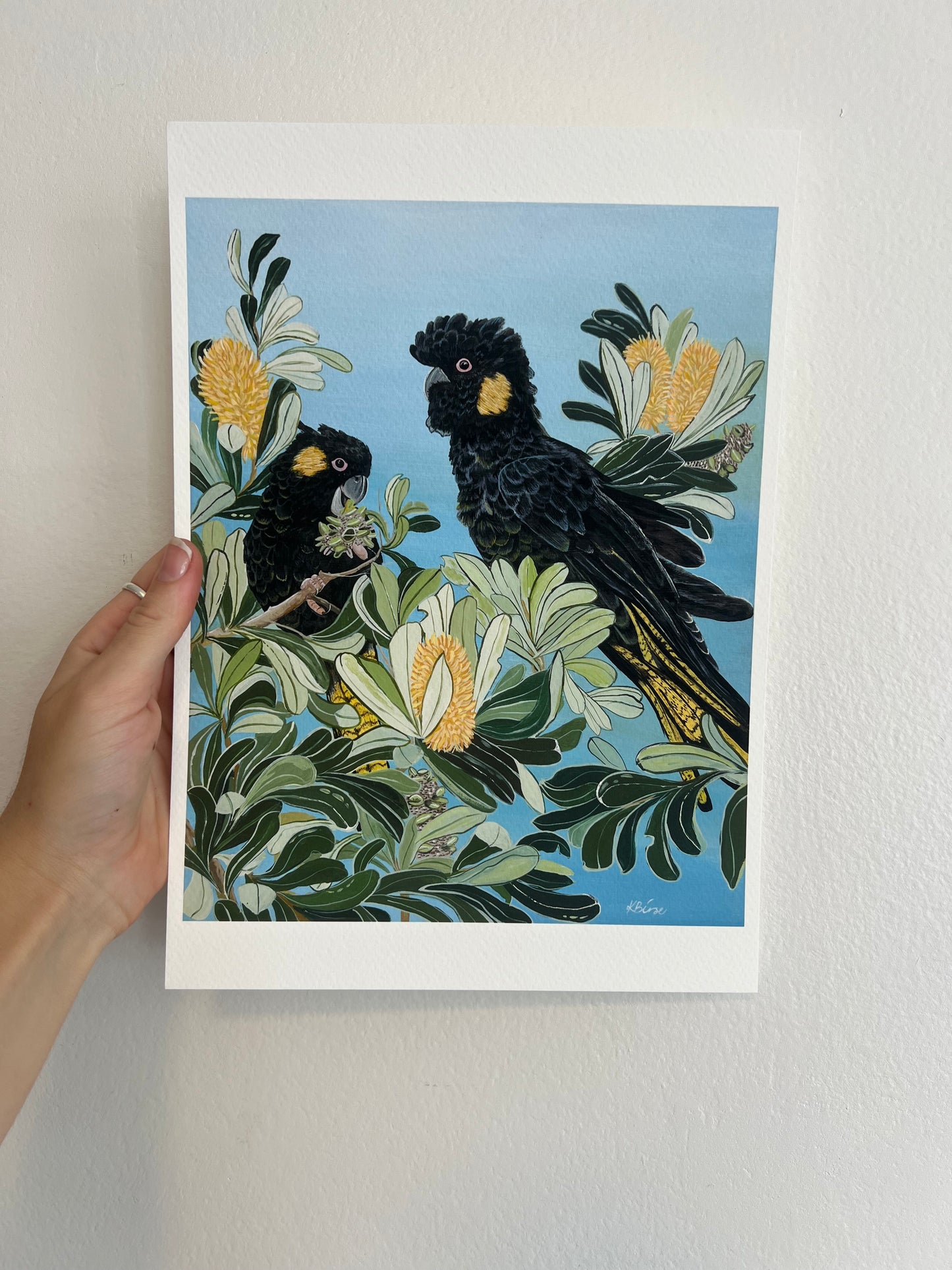 Yellow Tailed Black cockatoo - Print