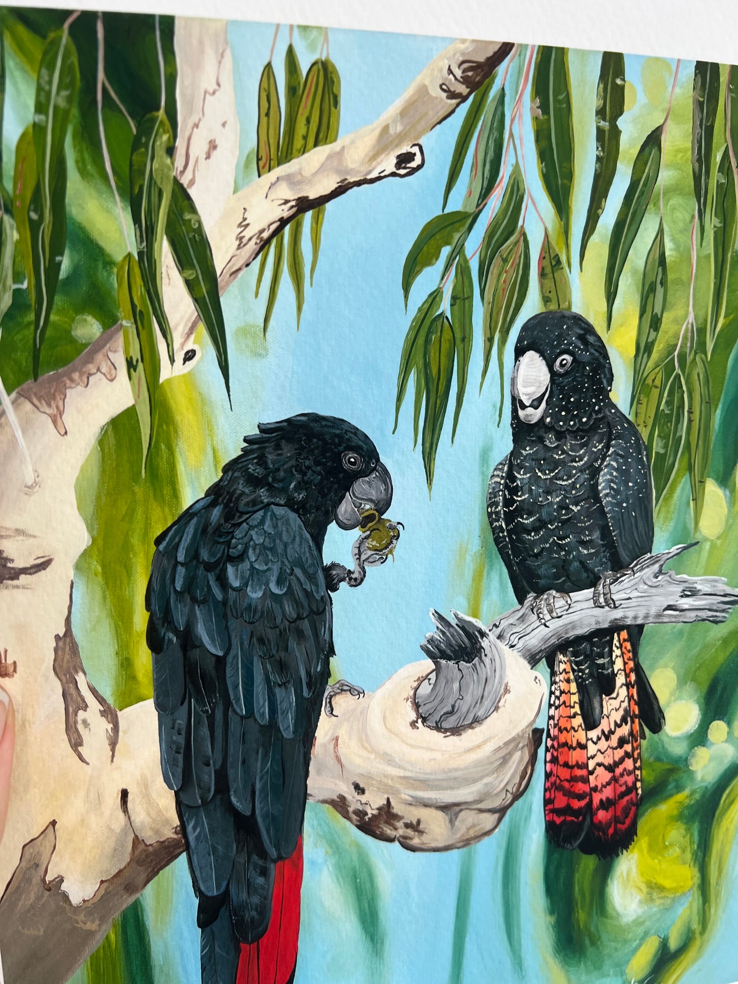 Red tailed Black cockatoo - Print