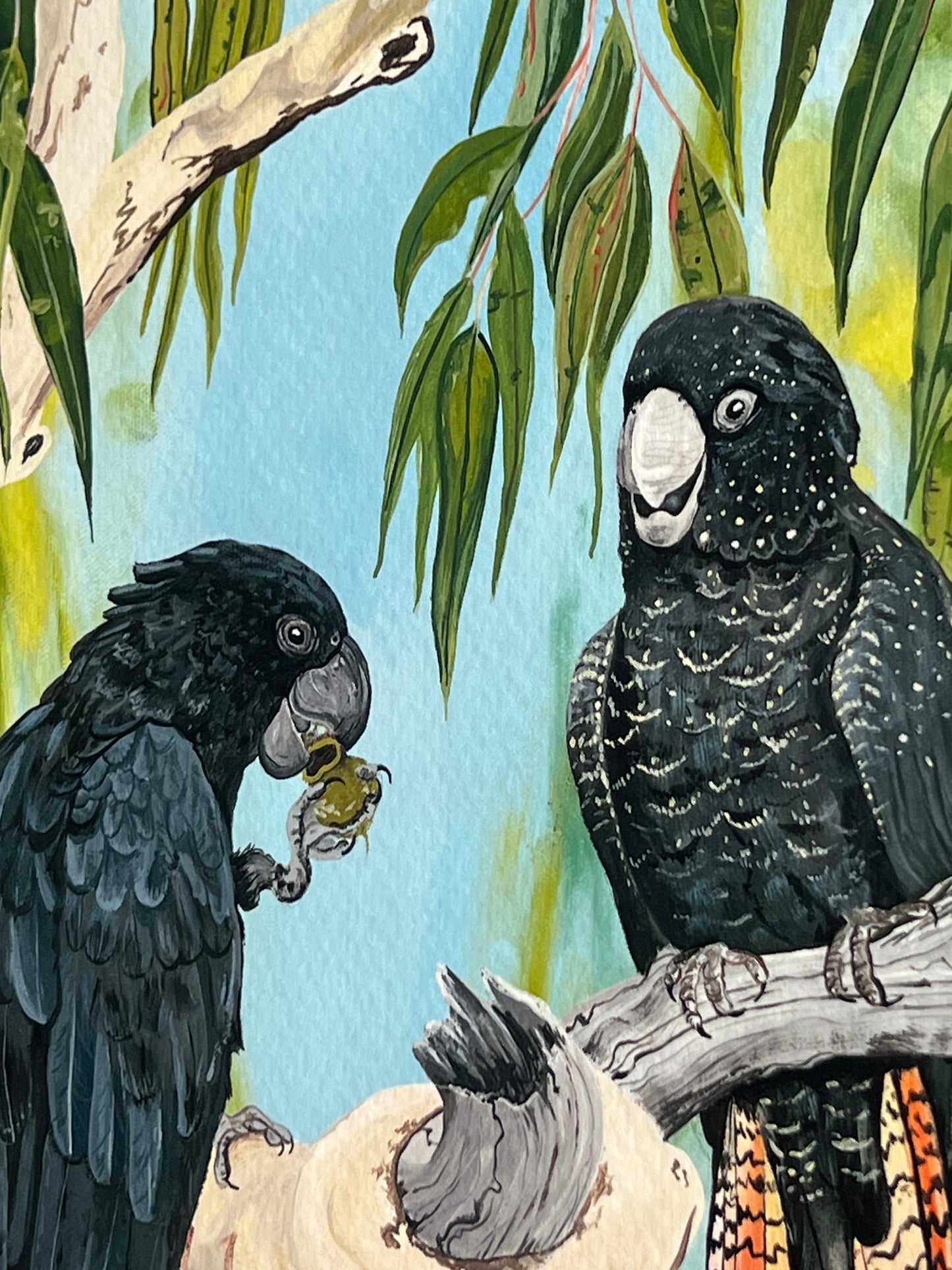 Red tailed Black cockatoo - Print