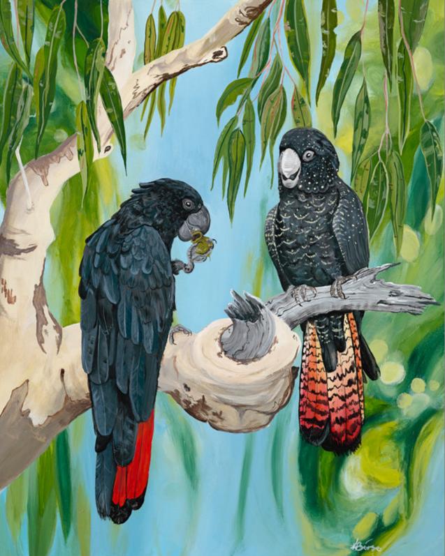 Red tailed Black cockatoo - Print