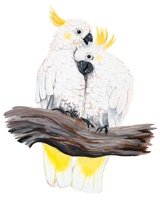 Sulfur-Crested White Cockatoo - Sticker
