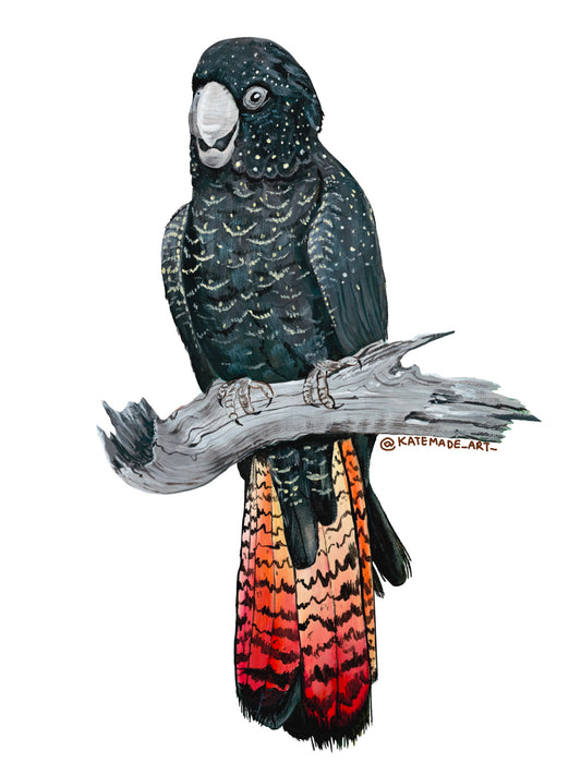 Red Tailed Black Cockatoo - Sticker
