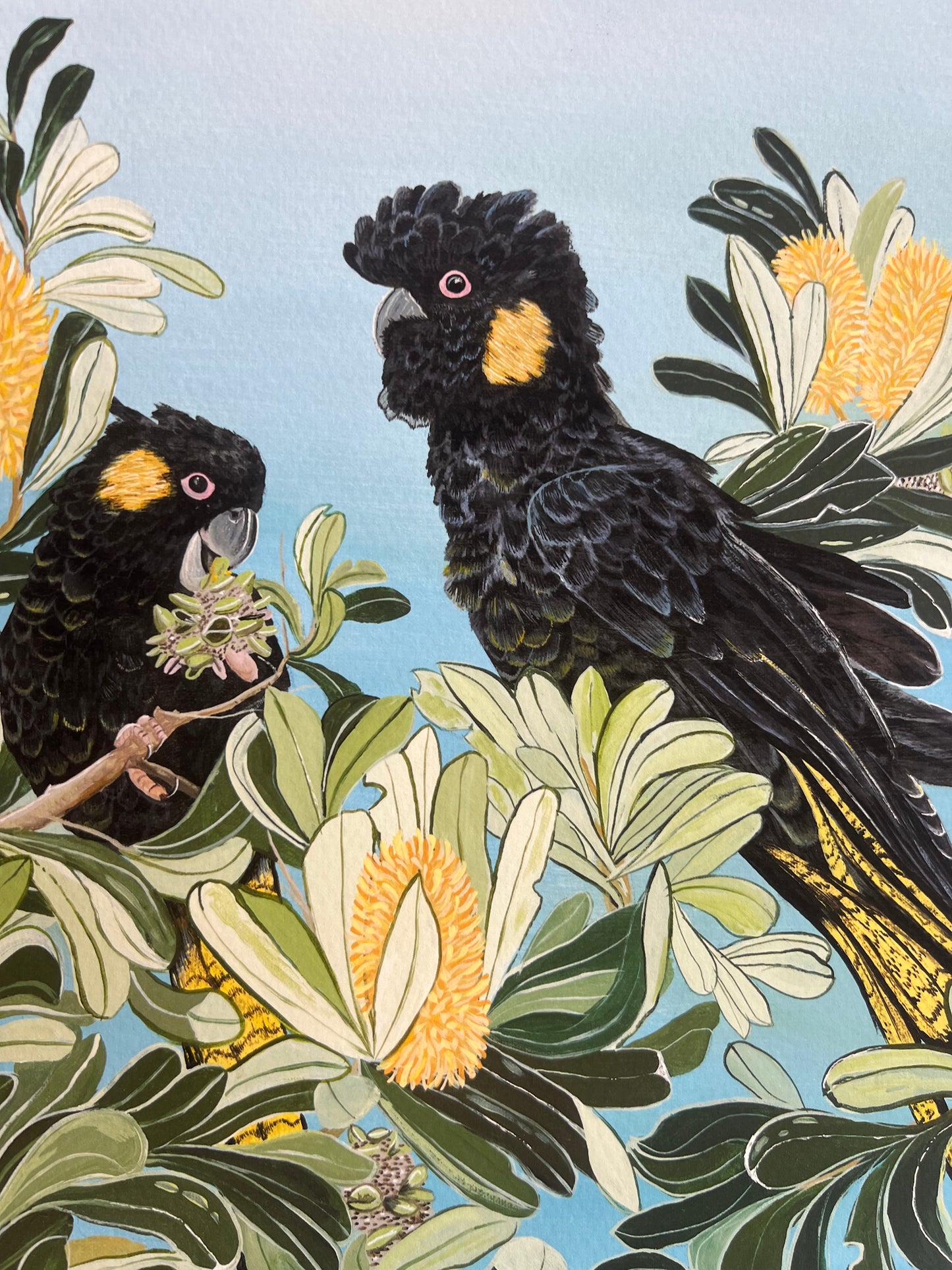 Yellow Tailed Black cockatoo - Print