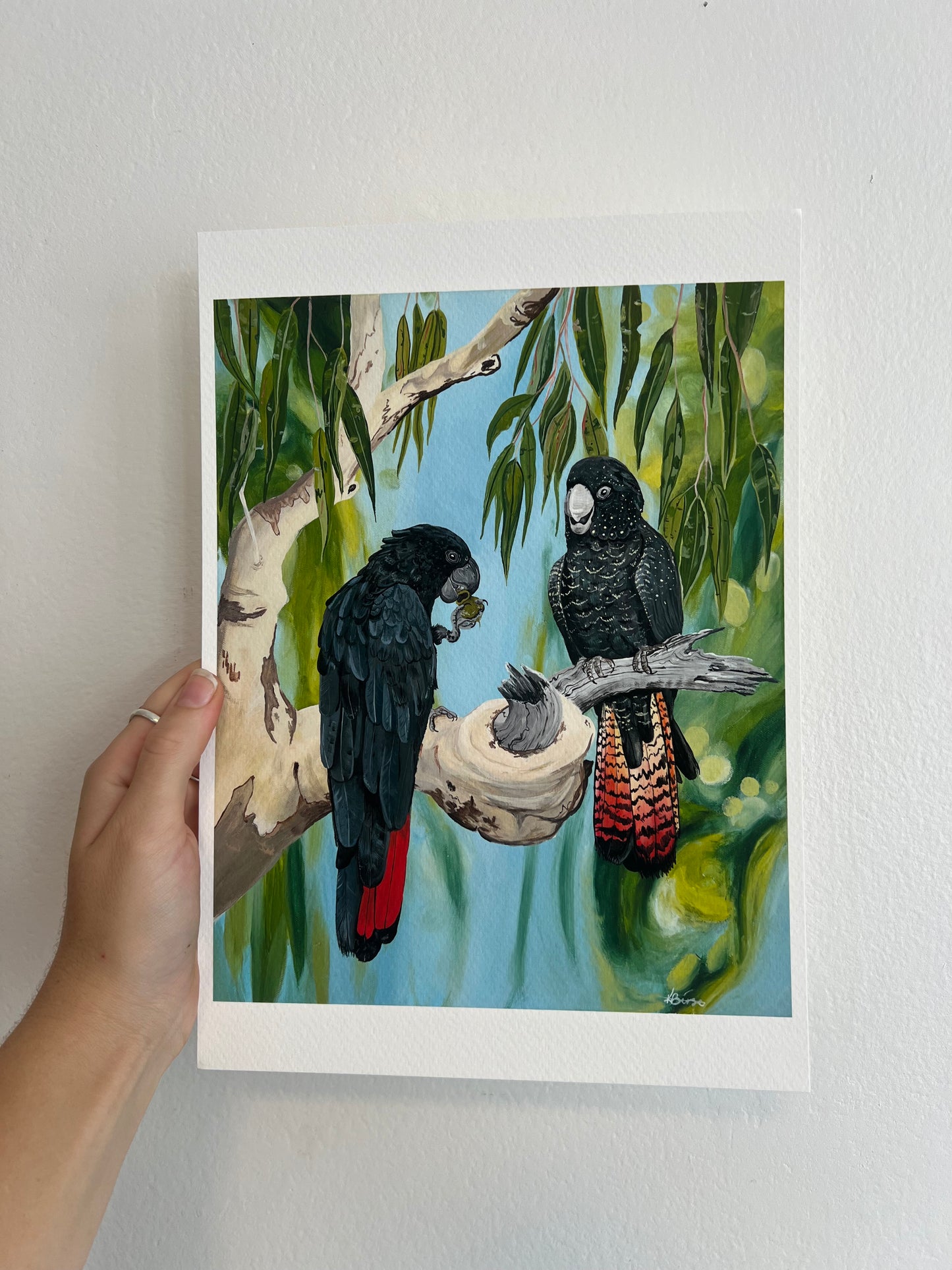 Red tailed Black cockatoo - Print