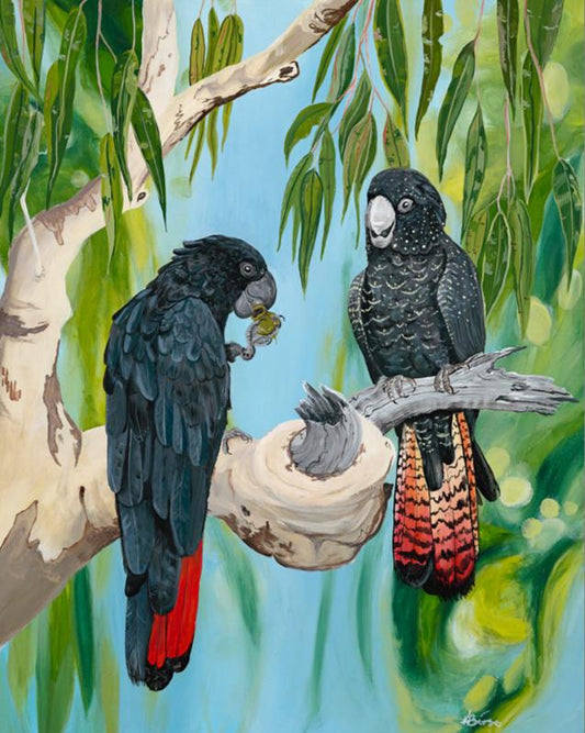 Red tailed Black cockatoo - Print