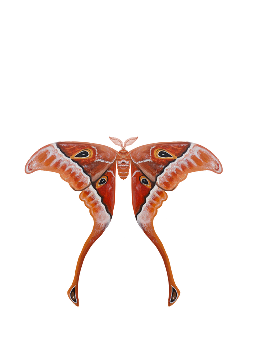 Hercules Moth Sticker